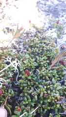 Kalmia procumbens