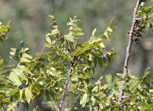 photo of Southern California Walnut (Juglans californica)