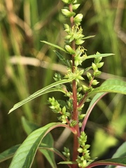 Amaranthus cannabinus