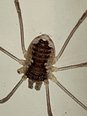 Odiellus aspersus