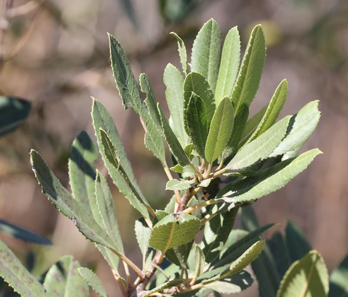 photo of Toyon (Heteromeles arbutifolia)
