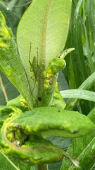 Oecanthus nigricornis
