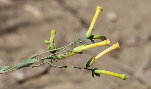 photo of Tree Tobacco (Nicotiana glauca)