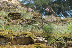 Allium rubens