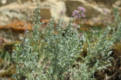 Artemisia sericea
