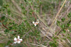 Leptospermum micromyrtus