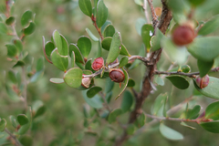 Leptospermum micromyrtus