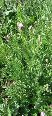 Cirsium arvense