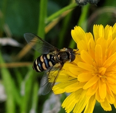 Eupeodes confertus