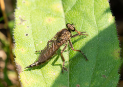 Machimus snowii