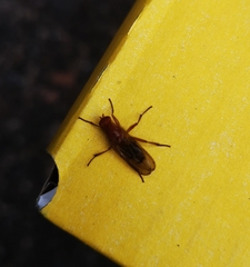 Sciomyzoidea