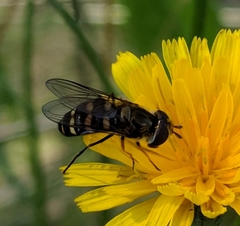 Eupeodes confertus