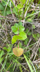 Betula nana