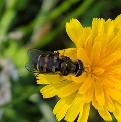 Eupeodes confertus