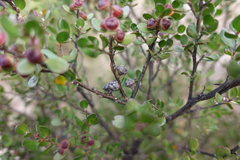 Leptospermum micromyrtus