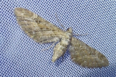 Eupithecia nanata