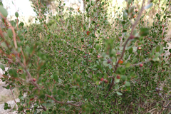 Leptospermum micromyrtus
