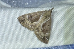 Hypena crassalis