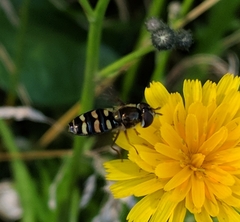 Eupeodes confertus