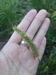 Setaria pumila