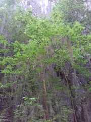 Acer negundo texanum