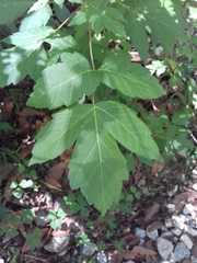 Acer negundo texanum