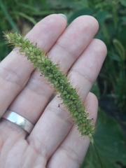 Setaria pumila