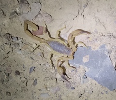 Smeringurus vachoni