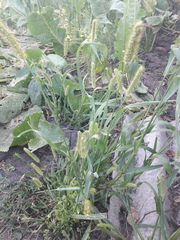 Setaria pumila