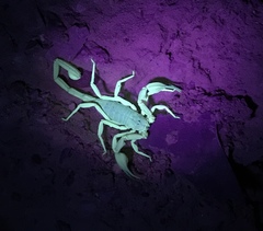 Smeringurus vachoni