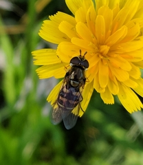 Eupeodes confertus