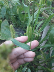 Setaria pumila