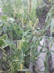 Setaria pumila