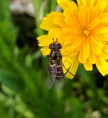 Eupeodes confertus