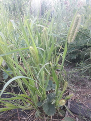 Setaria pumila