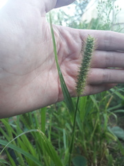 Setaria pumila