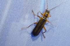 Metacantharis discoidea