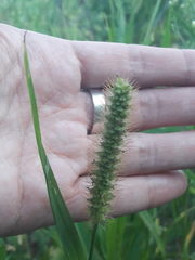 Setaria pumila