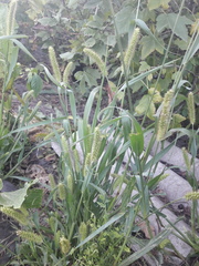 Setaria pumila
