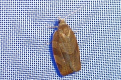 Pandemis cinnamomeana