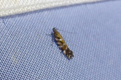 Aristotelia ericinella