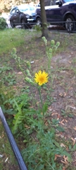 Sonchus arvensis
