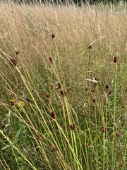 Juncus conglomeratus