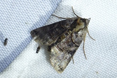 Abrostola tripartita