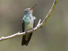 Chrysuronia oenone