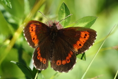 Erebia euryale
