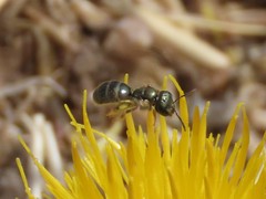 Halictus