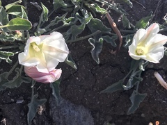Calystegia collina