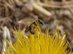 Halictus
