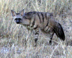 Proteles cristatus